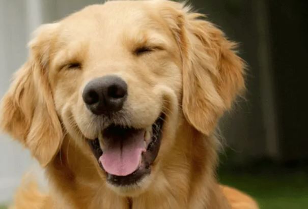 Happy Dog! Happy Dog!