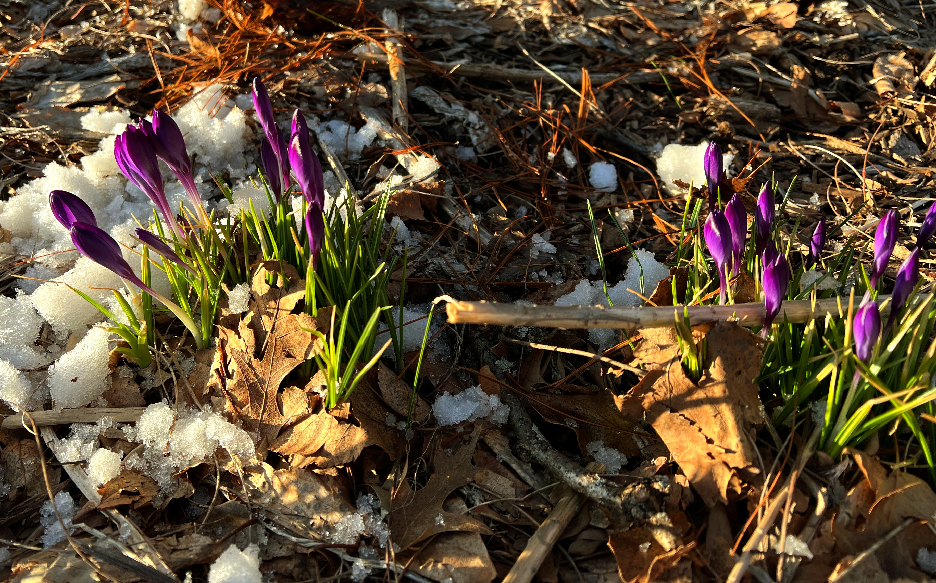 Flowers in snow!