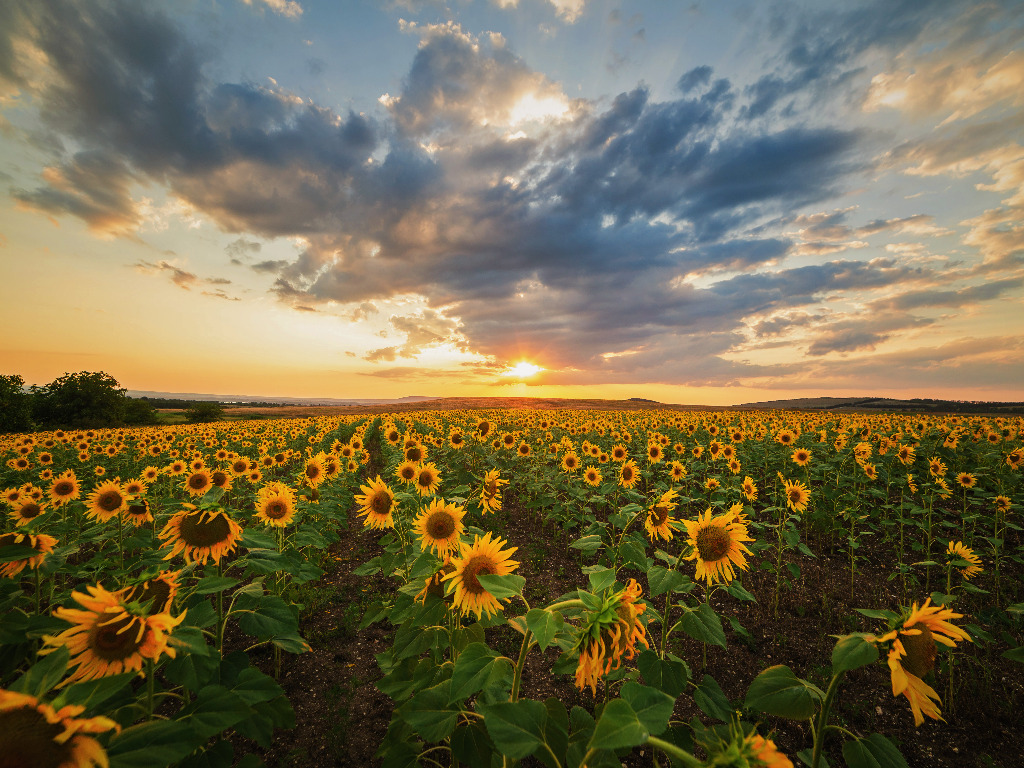 Sunflowers and clouds!