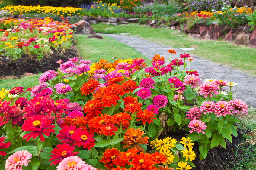 garden flowers