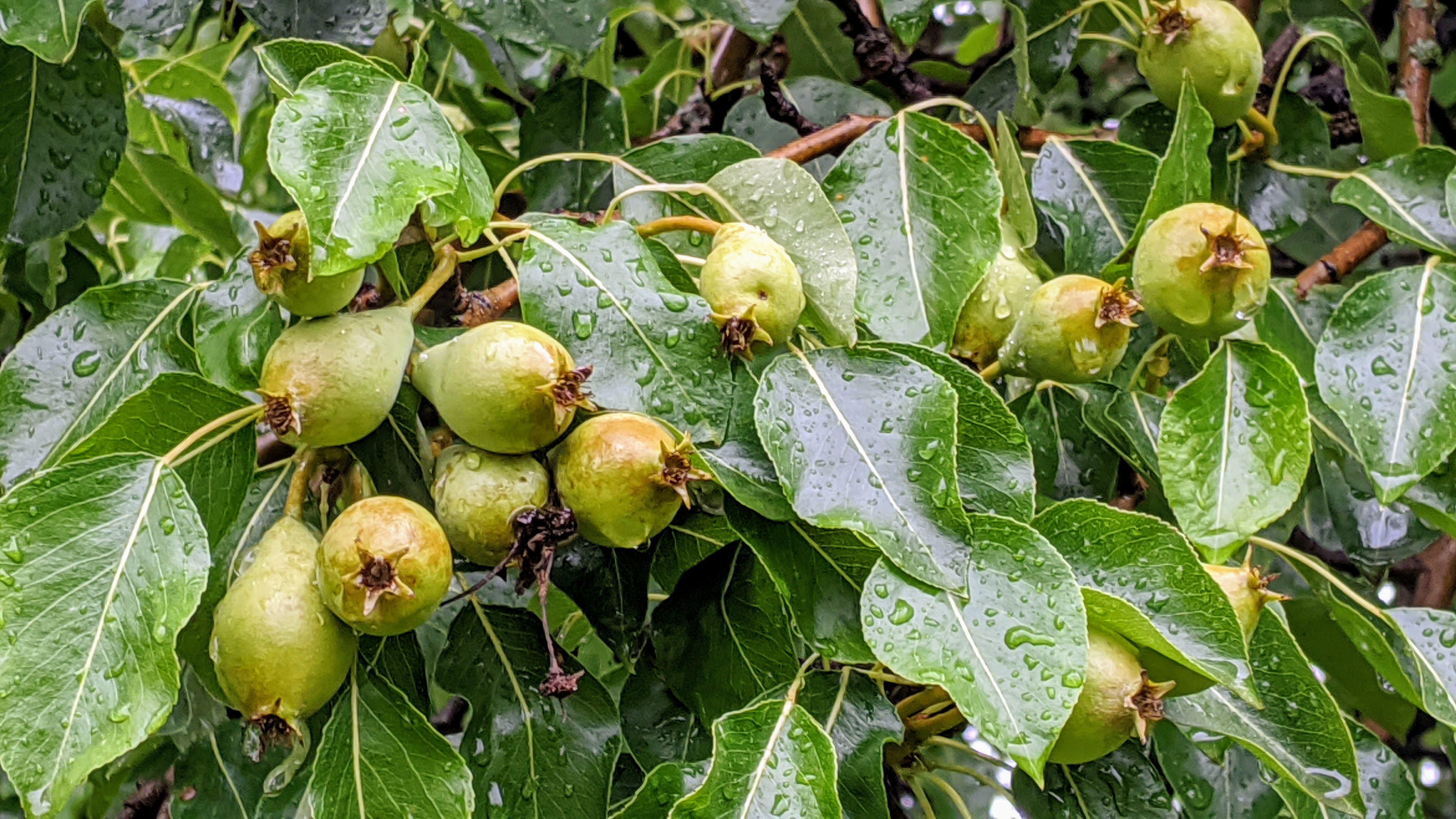 Pear tree